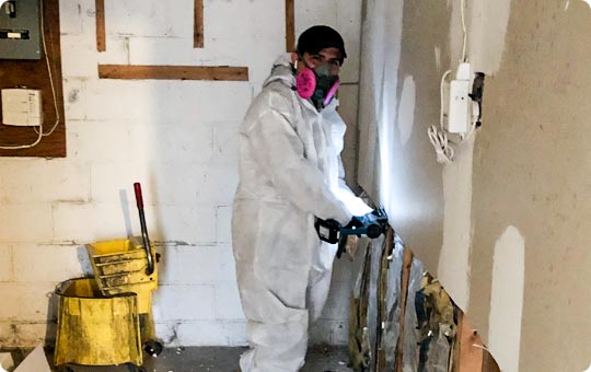 Mold Remediation Process